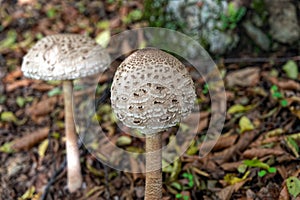 Mushrooms in Greece