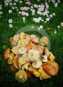 Mushrooms on green grass