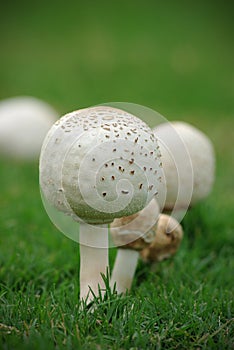 Mushrooms on Green Grass