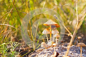 Mushrooms in green grass at dawn. Mushrooms in bright rays of sun close-up.