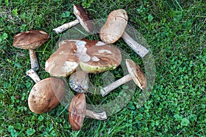 Mushrooms on green grass