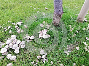 Mushrooms in green meadow