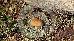 Mushrooms in green moss