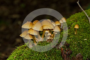 Mushrooms on green moss