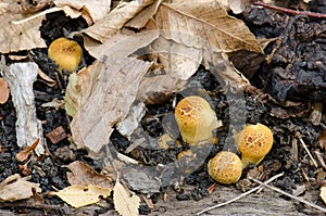 Mushrooms on the ground of the Conguillio National Park.