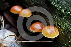 Mushrooms on ground in the jungle