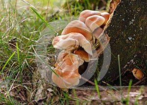 Mushrooms group Kuehneromyces mutabilis on a tree stump