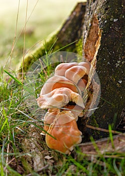 Mushrooms group Kuehneromyces mutabilis on a tree stump
