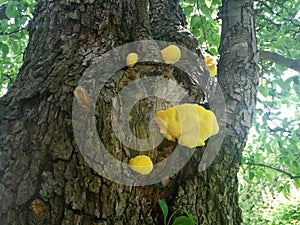 Mushrooms group, yellow-orange sulphate, grow on a tree trunk