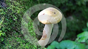 Mushrooms grow in autumn on trees