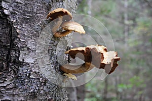 Mushrooms grow on a dead tree in the autumn forest