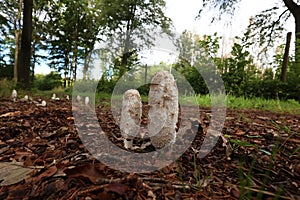 Mushrooms grow in the forest in autumn