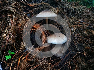 mushrooms that grow on piles of dry palm fruit bunches