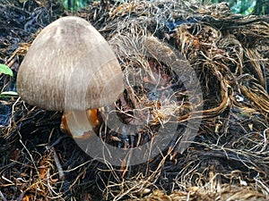 mushrooms that grow on piles of dry palm fruit bunches