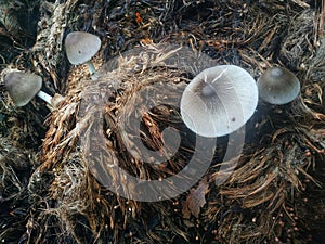 mushrooms that grow in piles of palm fiber