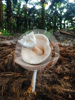 mushrooms that grow in piles of palm fiber