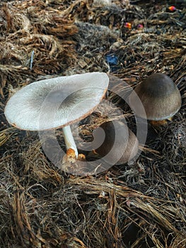 mushrooms that grow in piles of palm fiber