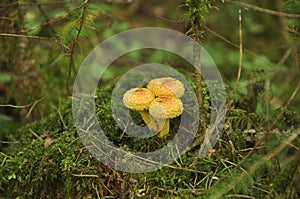 Mushrooms grow on stump covered with green moss. Forest, Nature, background, texture, Plants, Wallpaper, toadstool