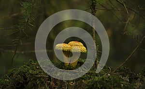 Mushrooms grow on stump covered with green moss. Forest, Nature, background, texture, Plants, Wallpaper, toadstool