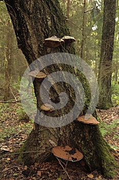 Mushrooms grow on a tree in the forest