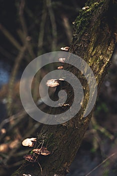 fungal growth on trees