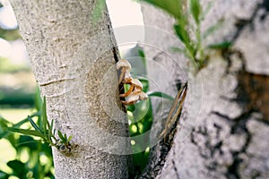 Mushrooms grow on the trunk of an olive tree. Close-up