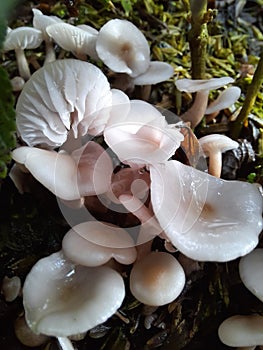 mushrooms that grow in a wet and humid place