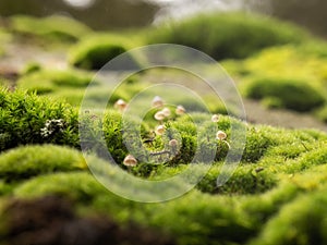 Mushrooms grow wild in the forest