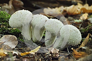 Mushrooms growing in the autumn forest. Lycoperdon perlatum.