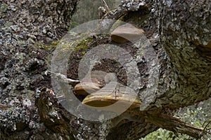 Mushrooms growing at the base of an old trunk in the Alcarnocales forest, Cadiz. Spain