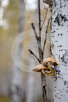 Mushrooms growing on birch tree trunk in a forest