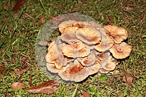 Mushrooms growing in a clump in the grass