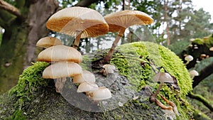 Mushrooms growing on a tree photo