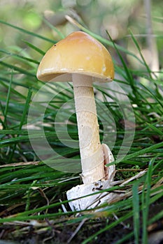 Mushrooms growing in the forest