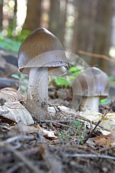 Mushrooms growing in the forest