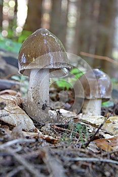 Mushrooms growing in the forest