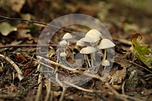 Mushrooms growing in forest, closeup. Picking season