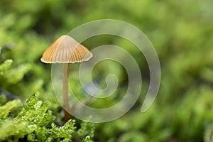 Mushrooms growing in the forest between moss and lichens