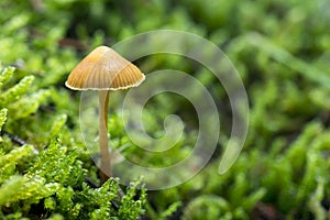 Mushrooms growing in the forest between moss and lichens