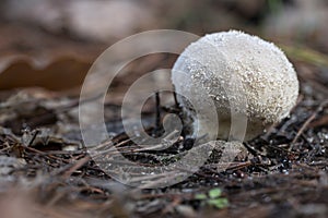 Mushrooms growing in the forest between moss and lichens,