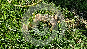 Mushrooms growing on the green grass.