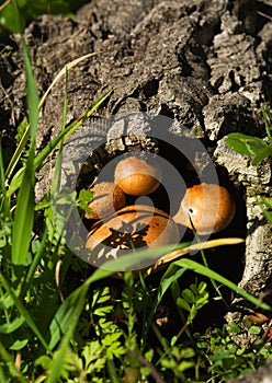 Mushrooms growing from inside of a dead cork tree log - Gymnopilus suberis photo