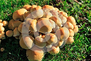 Mushrooms growing on a lawn in a park after long time rains, with side lighting from the late afternoon sun