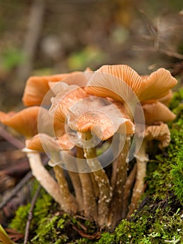 Mushrooms growing in moss
