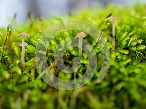Mushrooms growing on moss macro close up