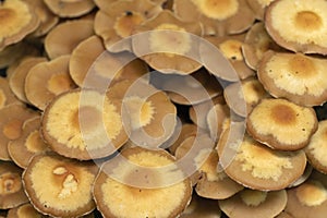 Mushrooms growing on a mossy tree stump in the summer forest