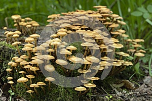 Mushrooms growing on a mossy tree stump in the summer forest