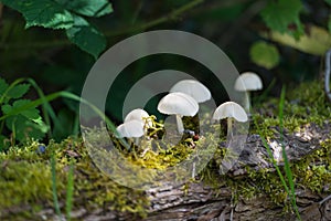 Mushrooms growing on an old tree