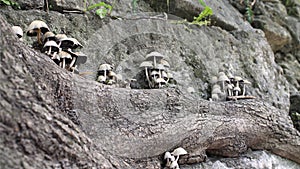 Mushrooms growing on old tree roots on a stone wall