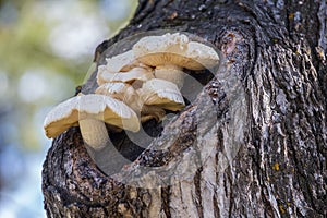 Mushrooms growing out of a tree